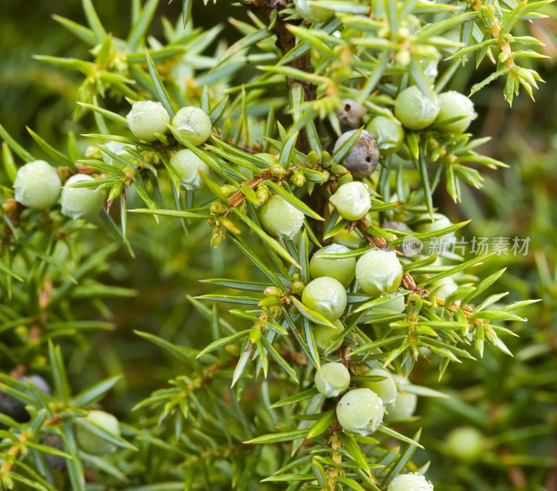 杜松(Juniperus communis)，雌性浆果(球果)